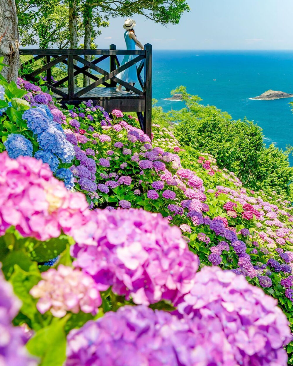 夏天的花 日本 宫崎県 桃源郷岬 紫阳花