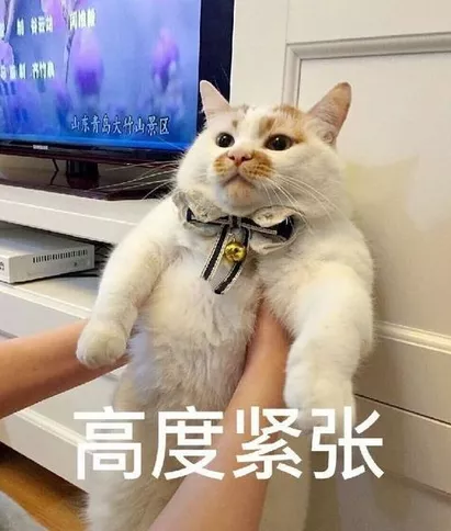 猫猫表情包 高度紧张