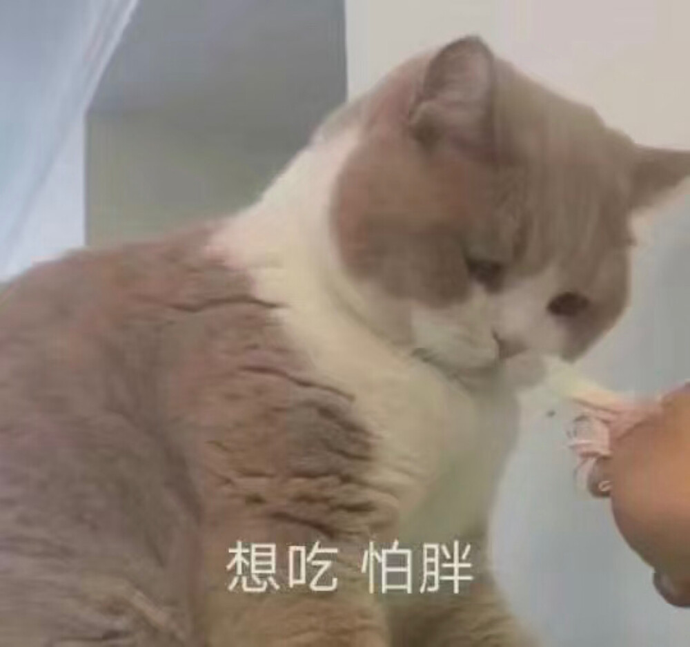 减肥猫咪