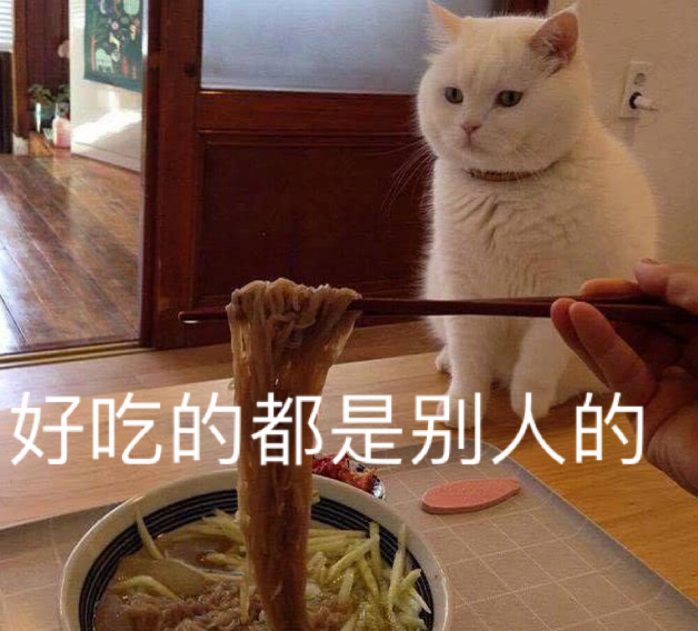 减肥猫咪