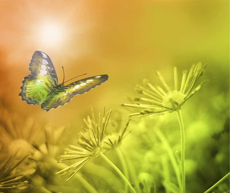 蝴蝶和自然风景-macw图库素材