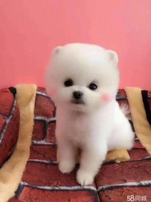 可爱狗狗壁纸