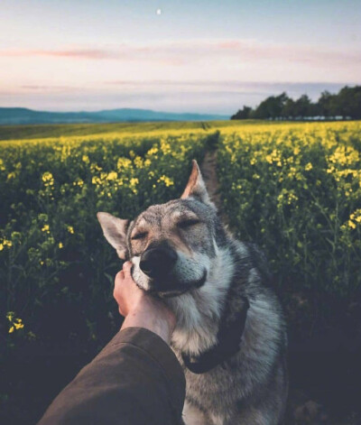 捷克斯洛伐克狼犬