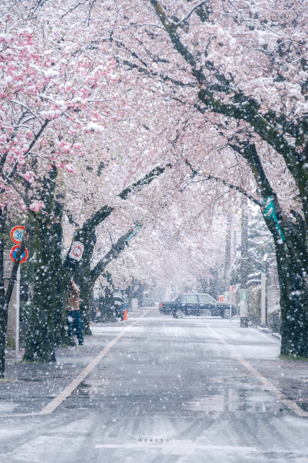 樱雪 壁纸图源水印