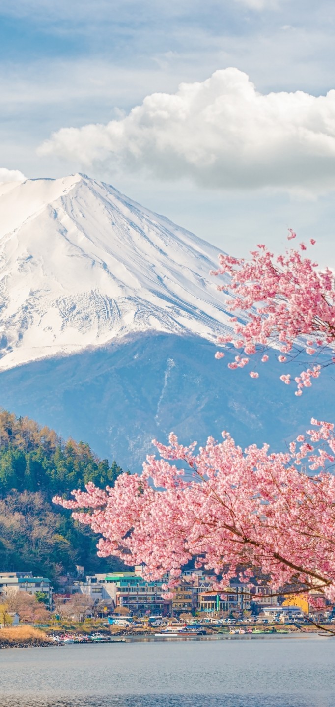 富士山 樱花 壁纸