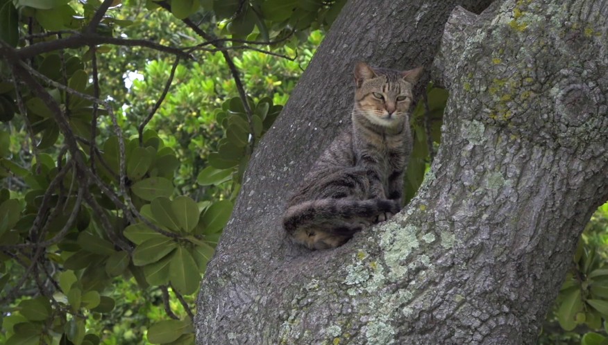 岩合光昭 猫 喵喵 ねこ 树上的猫 堆糖 美图壁纸兴趣社区