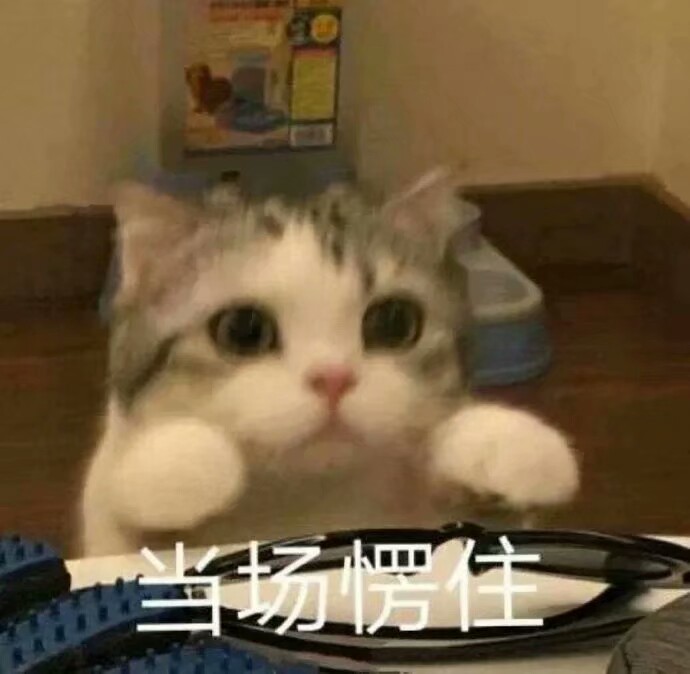 猫猫表情包