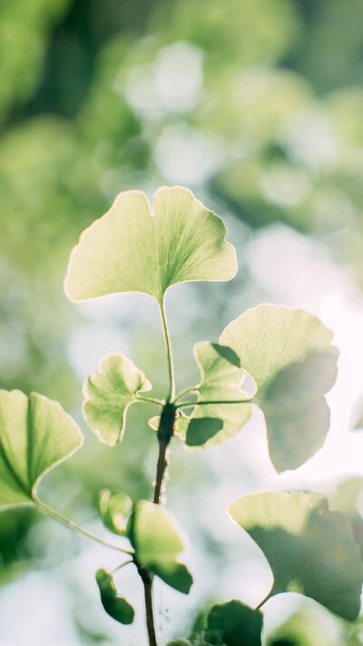 背景图 高清 简约 夏季 锁屏 电脑 手机 小清新 无印)