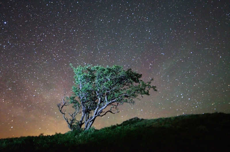夜空下孤立的树-macw图库素材