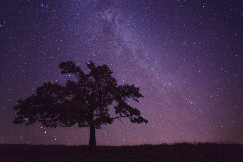 夜空下孤立的树-macw图库素材