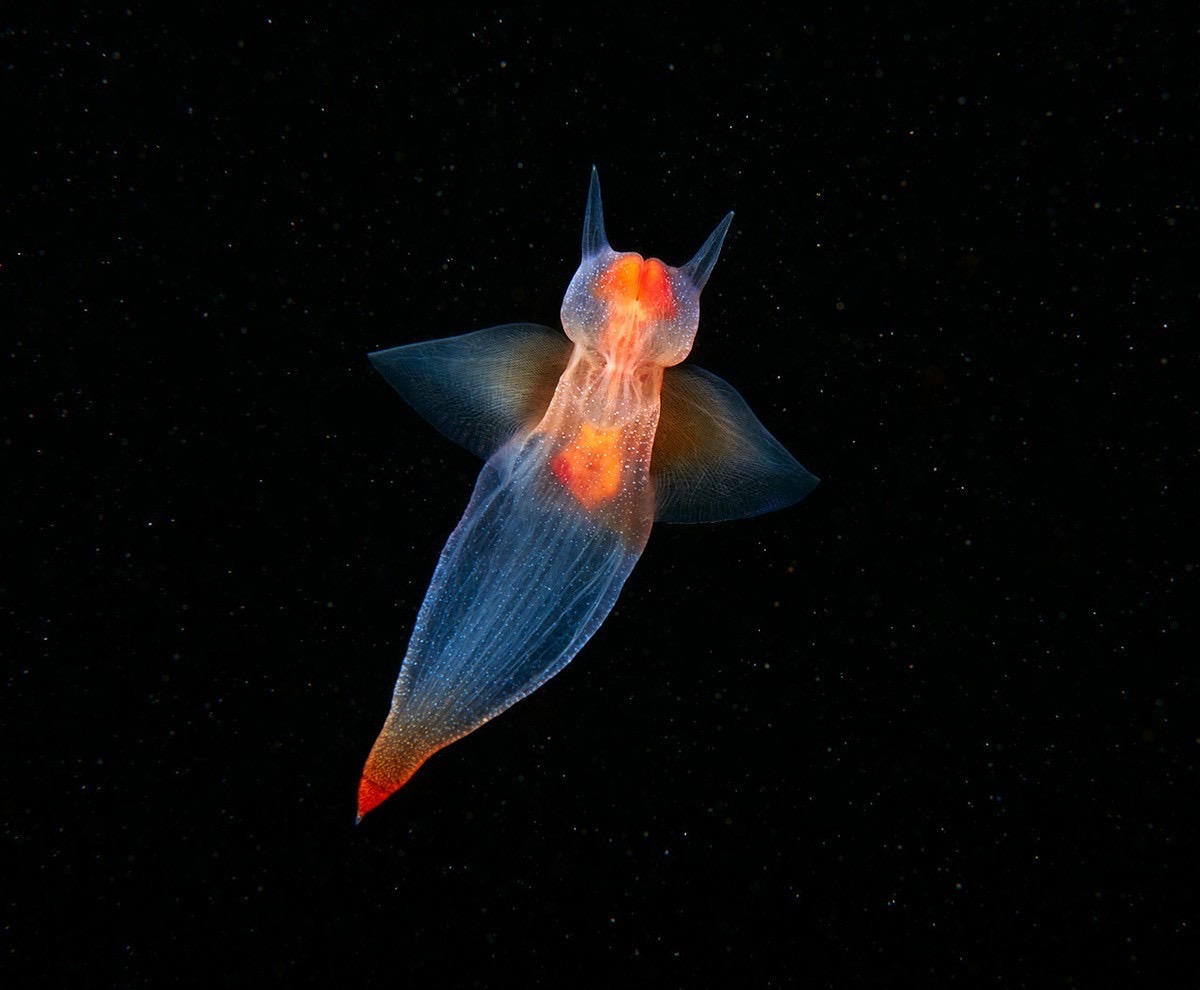 浮浪幼虫|著名海洋生物摄影师 alexander semenov(clione.ru)