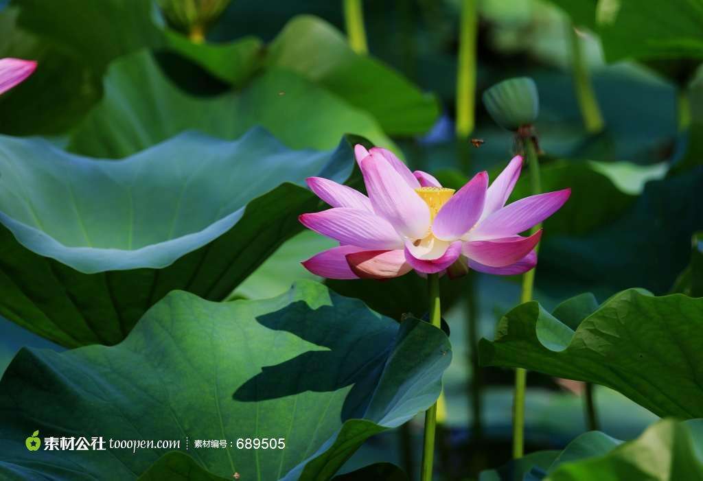 荷花;冰清玉洁,自然脱俗.