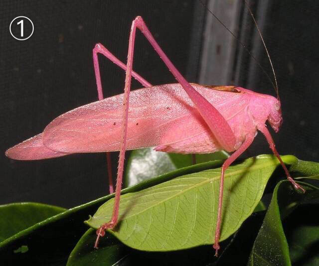 一组粉色: ①粉红螽斯 pink katydid ②兰花螳螂 pink orchid mantis