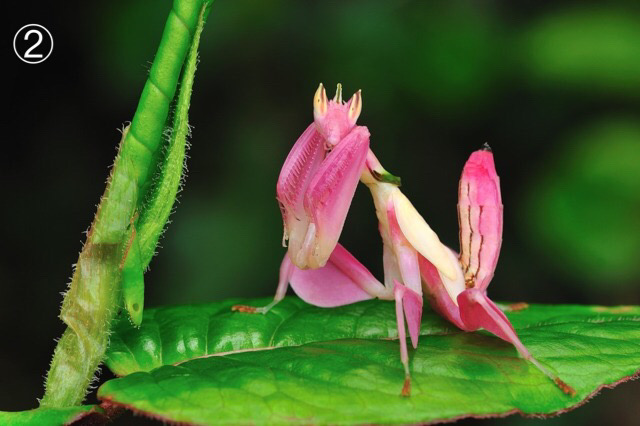 一组粉色:①粉红螽斯 pink katydid ②兰花螳螂 pink orchid mantis