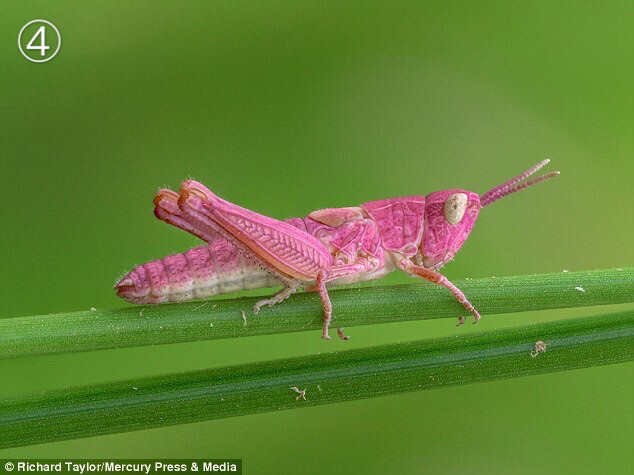 一组粉色:①粉红螽斯 pink katydid ②兰花螳螂 pink orchid mantis