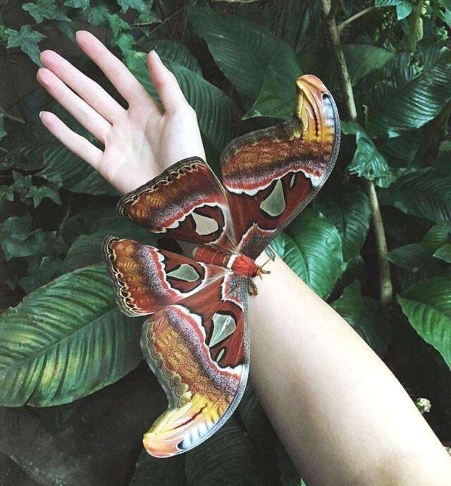 皇蛾,乌桕大蚕蛾(学名:attacus atlas)是鳞翅目大(天)蚕蛾科的一种