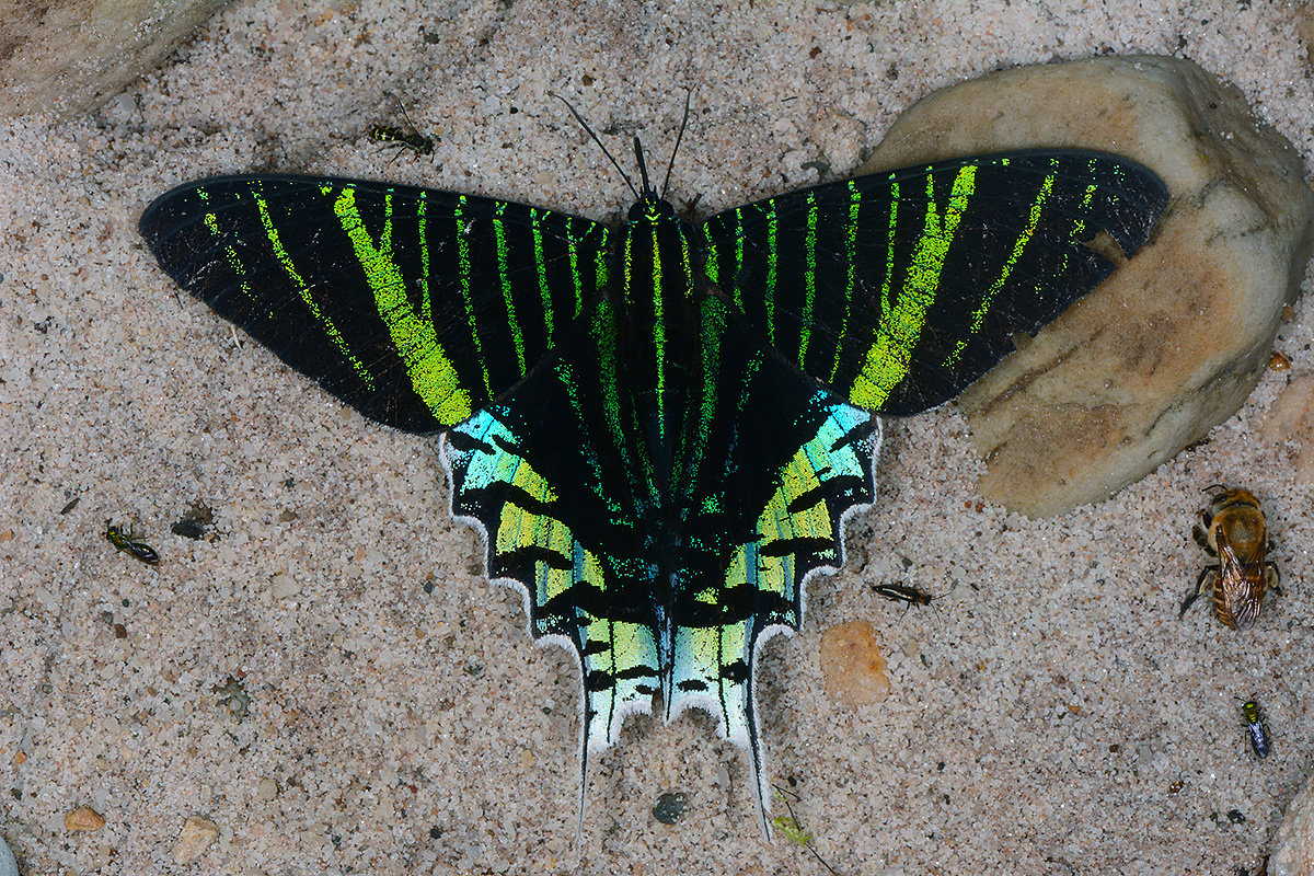 130年以上前に発見された蛾、ついに生きた姿を撮影 | ナショナル ジオグラフィック日本版サイト