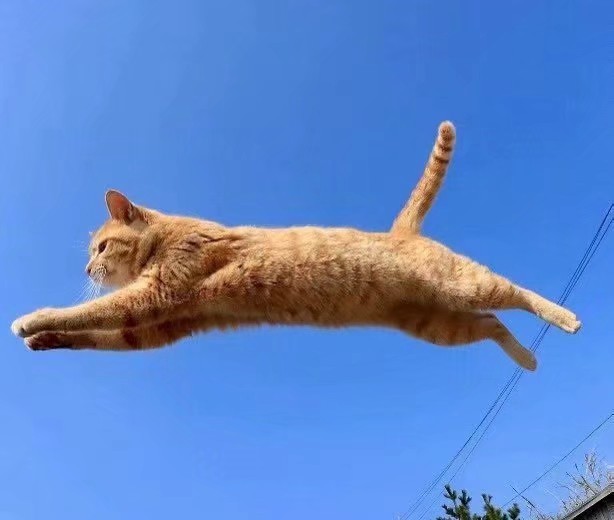 会飞的猫