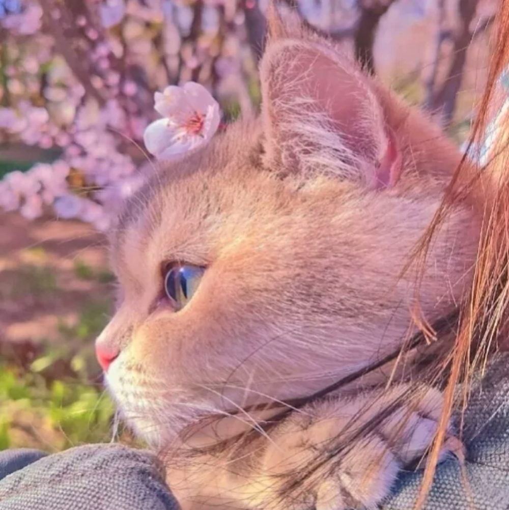 樱花猫咪