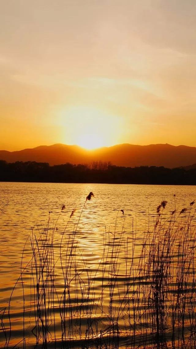 夕阳 芦苇 - 堆糖,美图壁纸兴趣社区