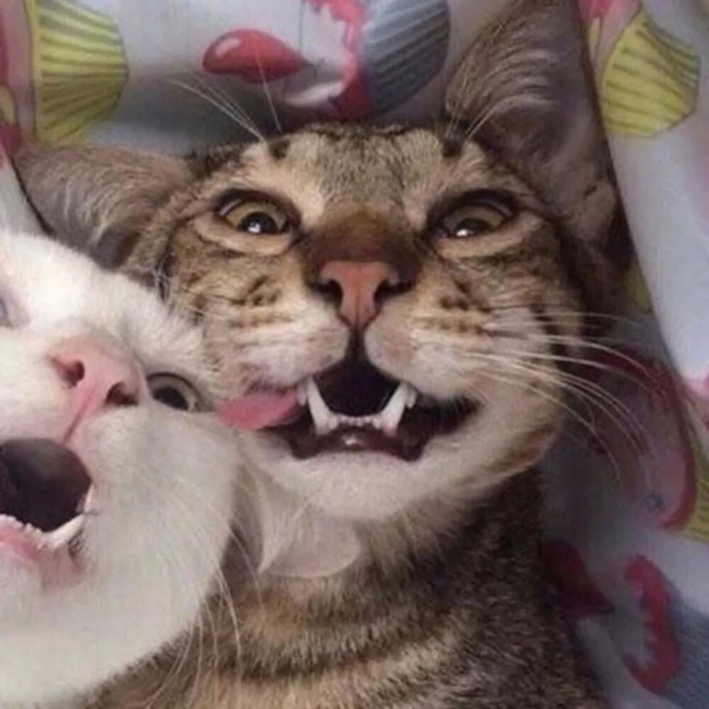猫咪情头