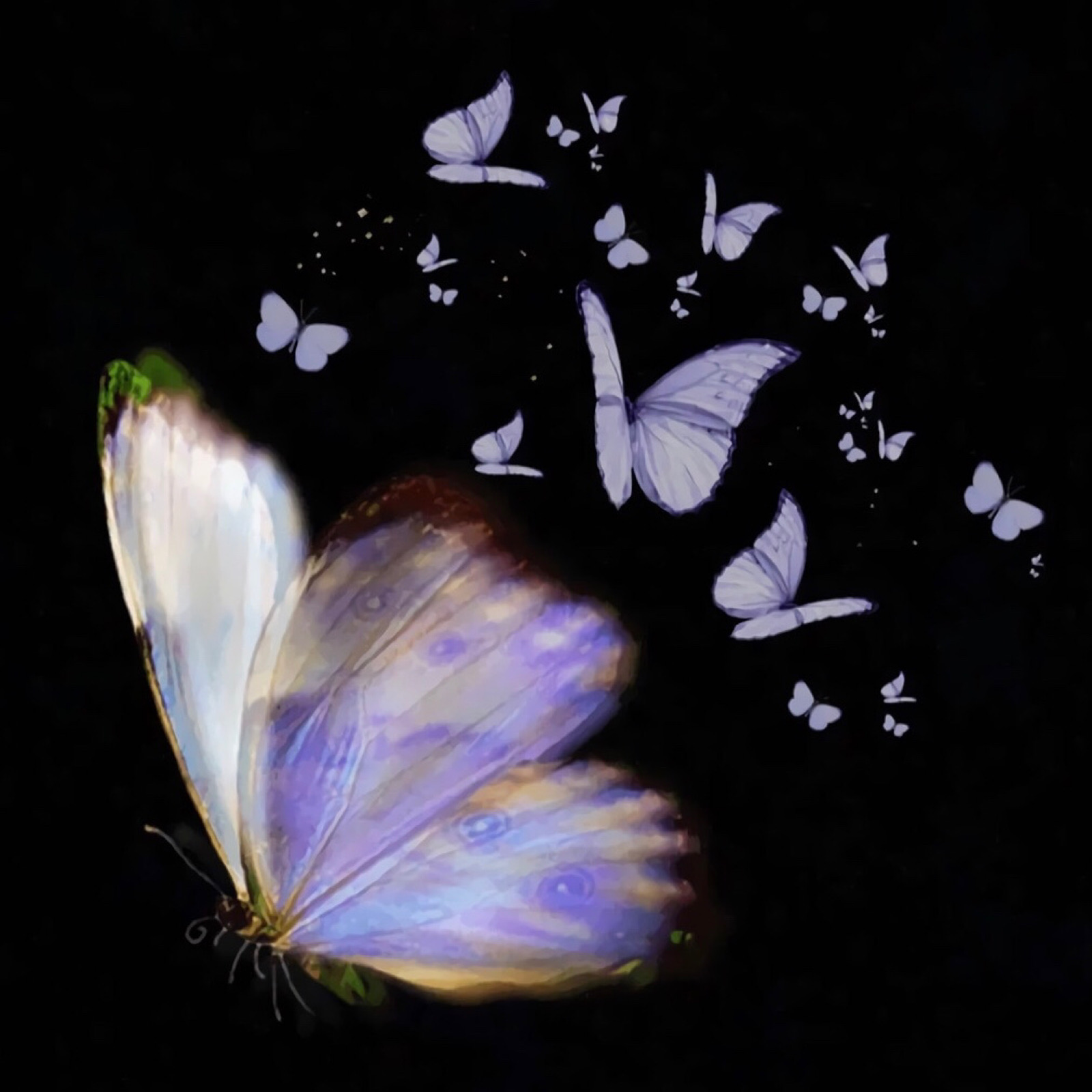 蝴蝶 - 堆糖，美图壁纸兴趣社区