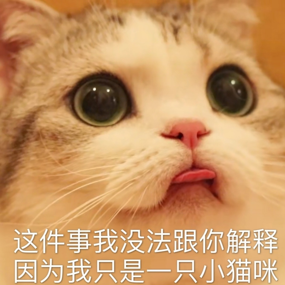 出镜猫:小泡芙