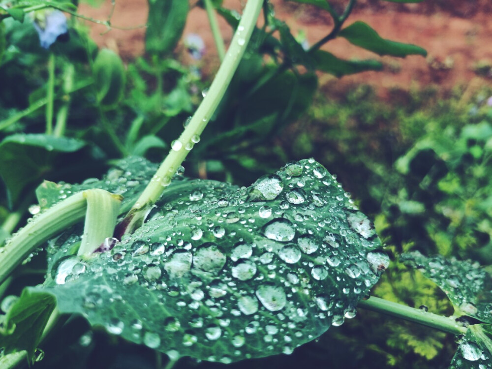 雨后