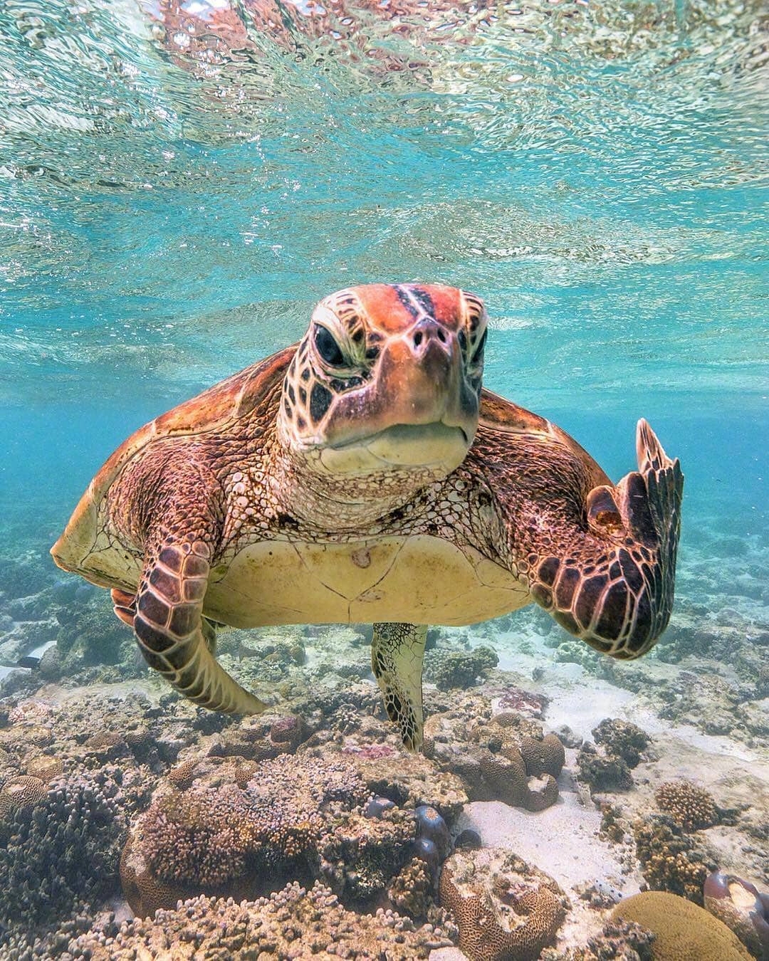 高清晰游泳的海龟壁纸