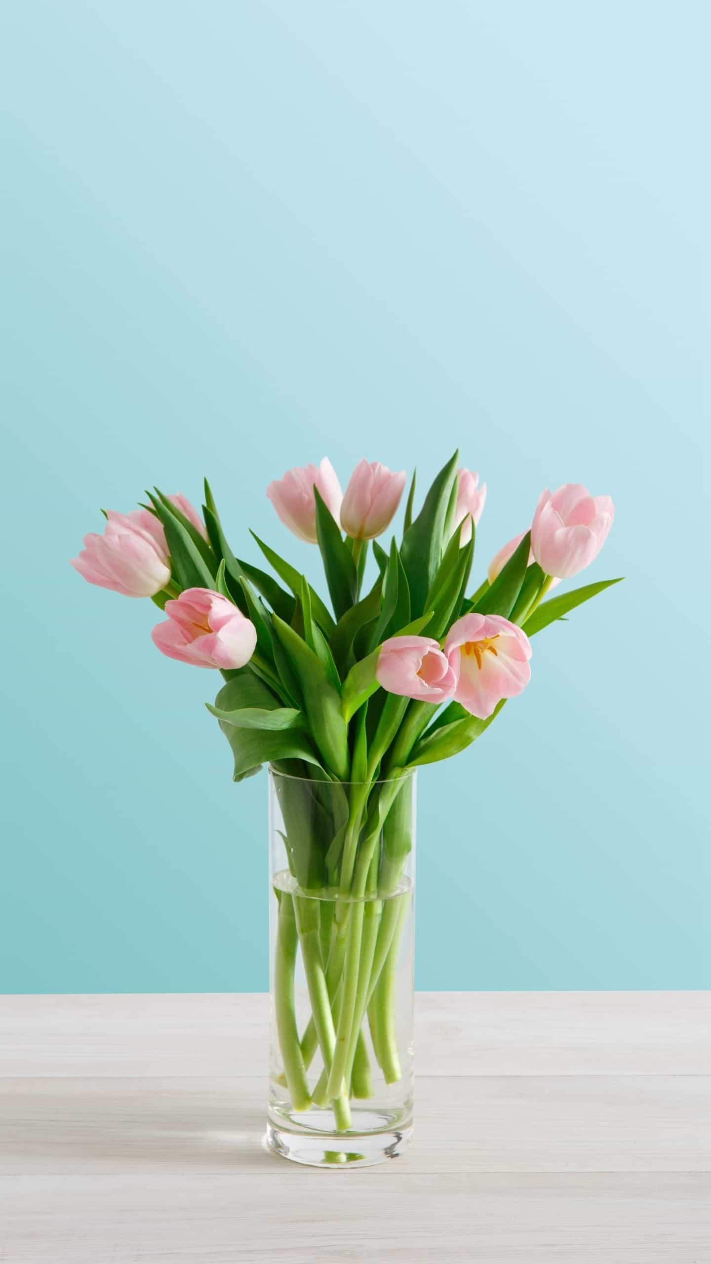 荷兰的国花郁金香,有很多种不同的花语