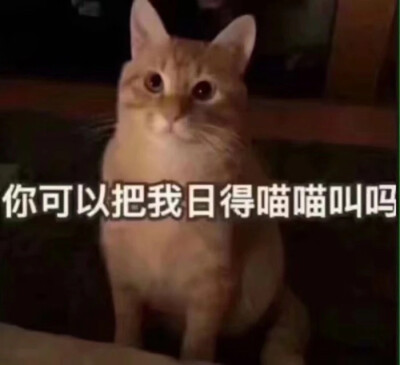 猫咪表情包 你可以把我日的喵喵叫吗