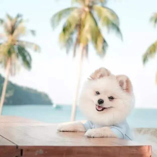 久违的宠物头像来辽!
