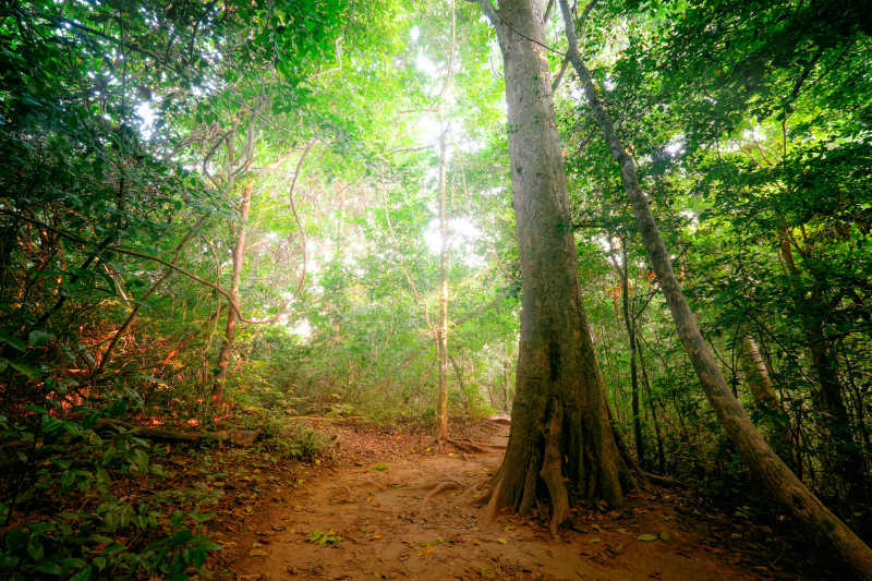 热带雨林里的动植物-macw图库素材