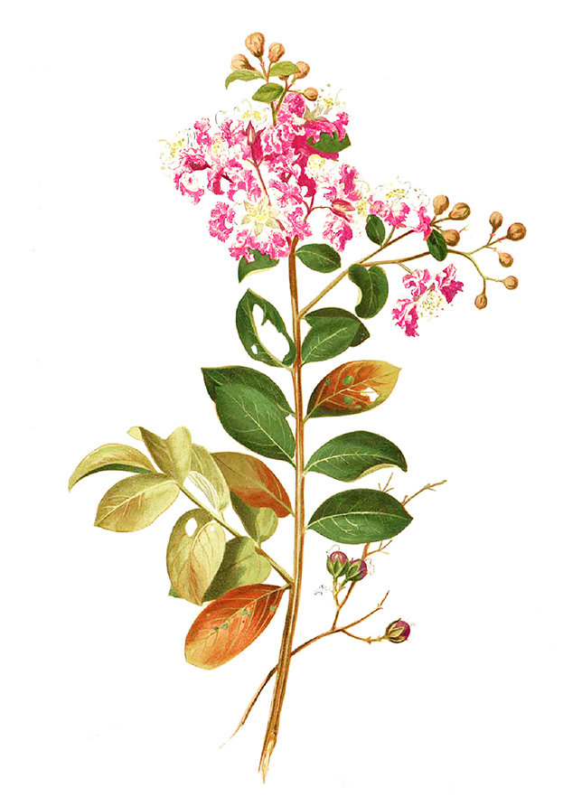 紫薇,千屈菜科紫薇属落叶灌木或小乔木.学名:lagerstroemia indica l.