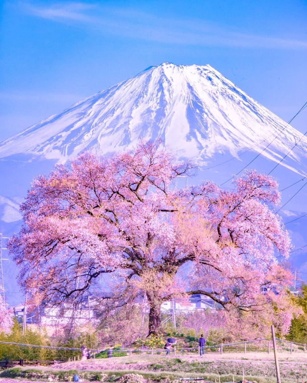 浪漫超仙背景图樱花和梦幻天空