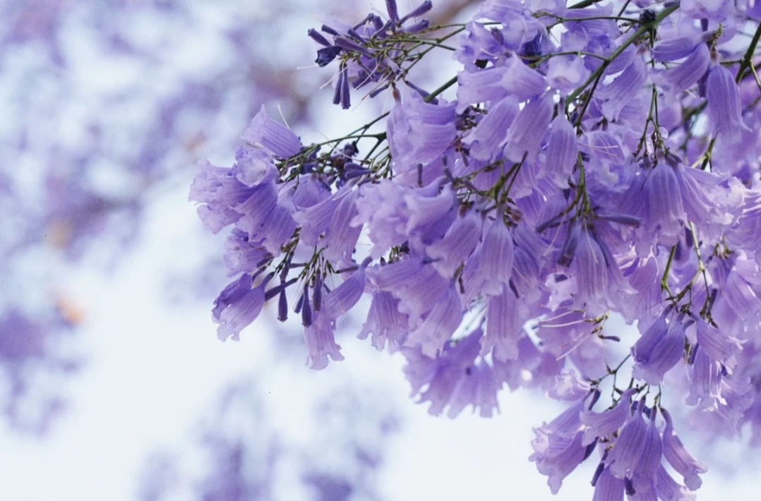 等待,漫长而美好;蓝紫花,忧伤而浪漫;蓝花楹,宁静而致远;在浪漫的蓝