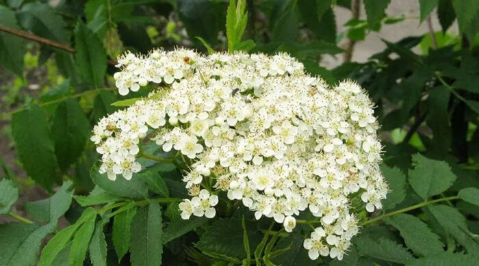 花楸树 Sorbus Pohuashanensis 绒毛状的花蕊 大概是它得名绒花的原因主要分布在北方 特别是东北的吉林 堆糖 美图壁纸兴趣社区