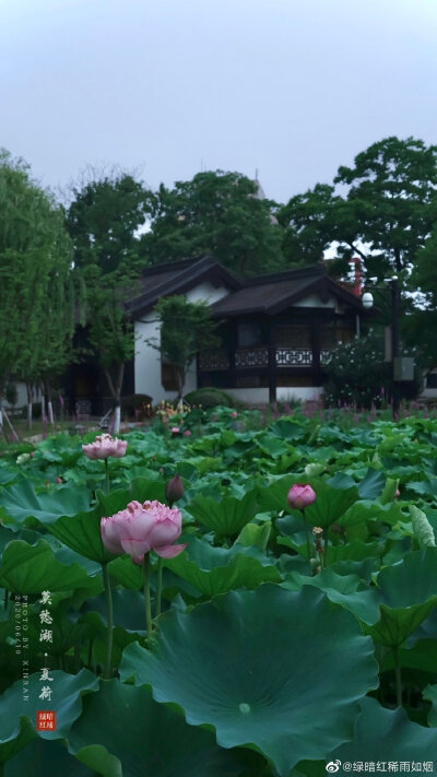 南京文旅 莫愁湖公园夏荷 摄影@绿暗红稀雨如烟