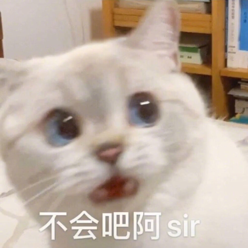 猫猫表情包 不会吧,阿sir