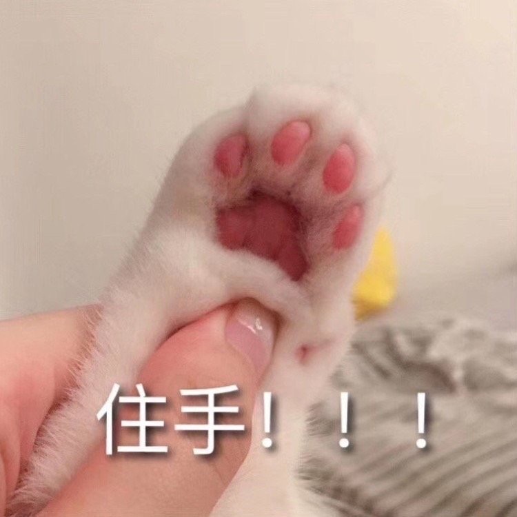 猫猫表情包住手