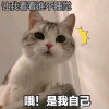 可爱撒娇猫猫头表情包