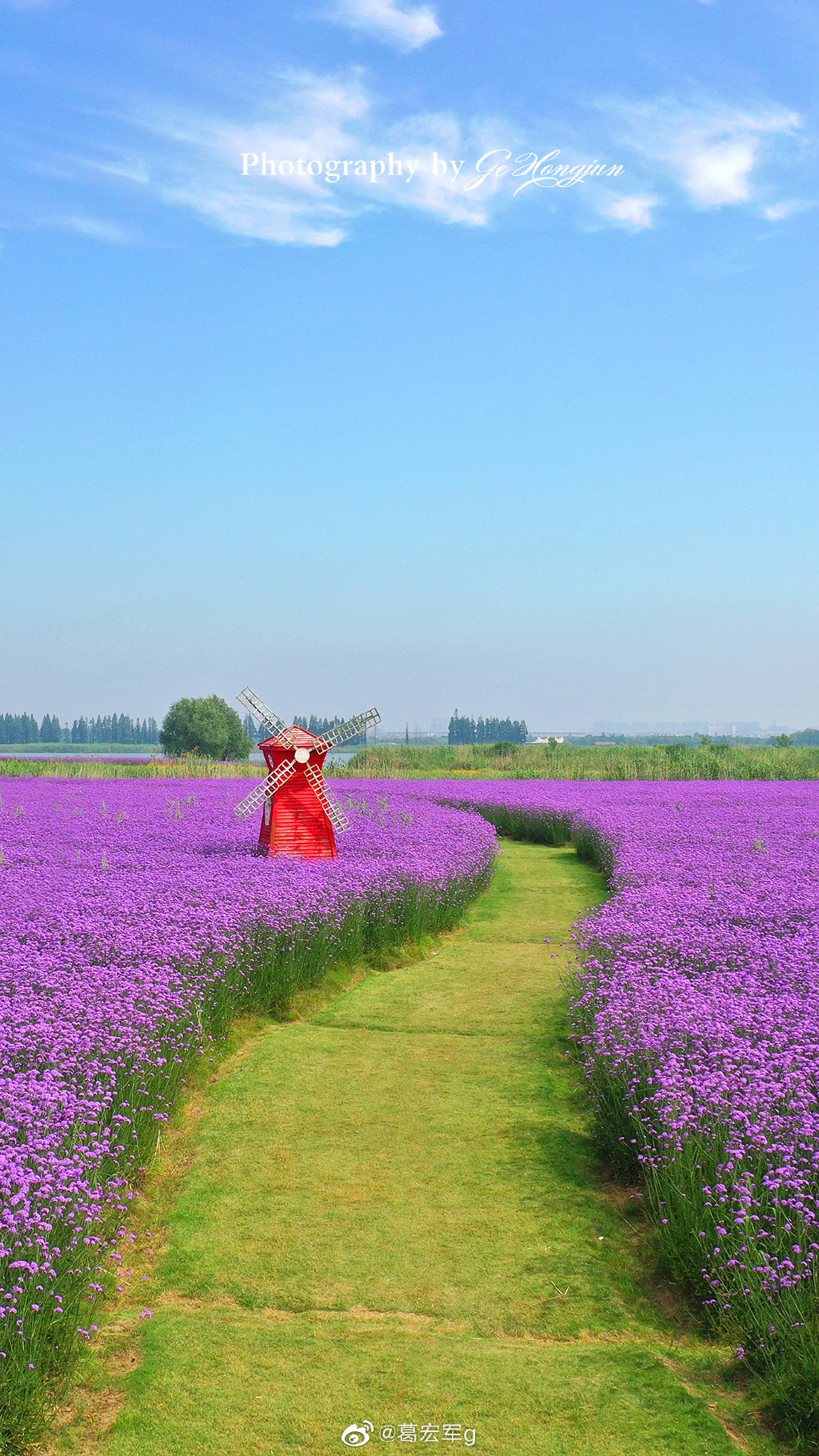 南京文旅# 高淳固城湖水慢城的浪漫紫色花海!摄影@葛宏军g