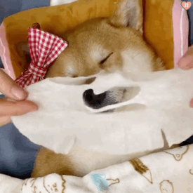 狗狗表情包