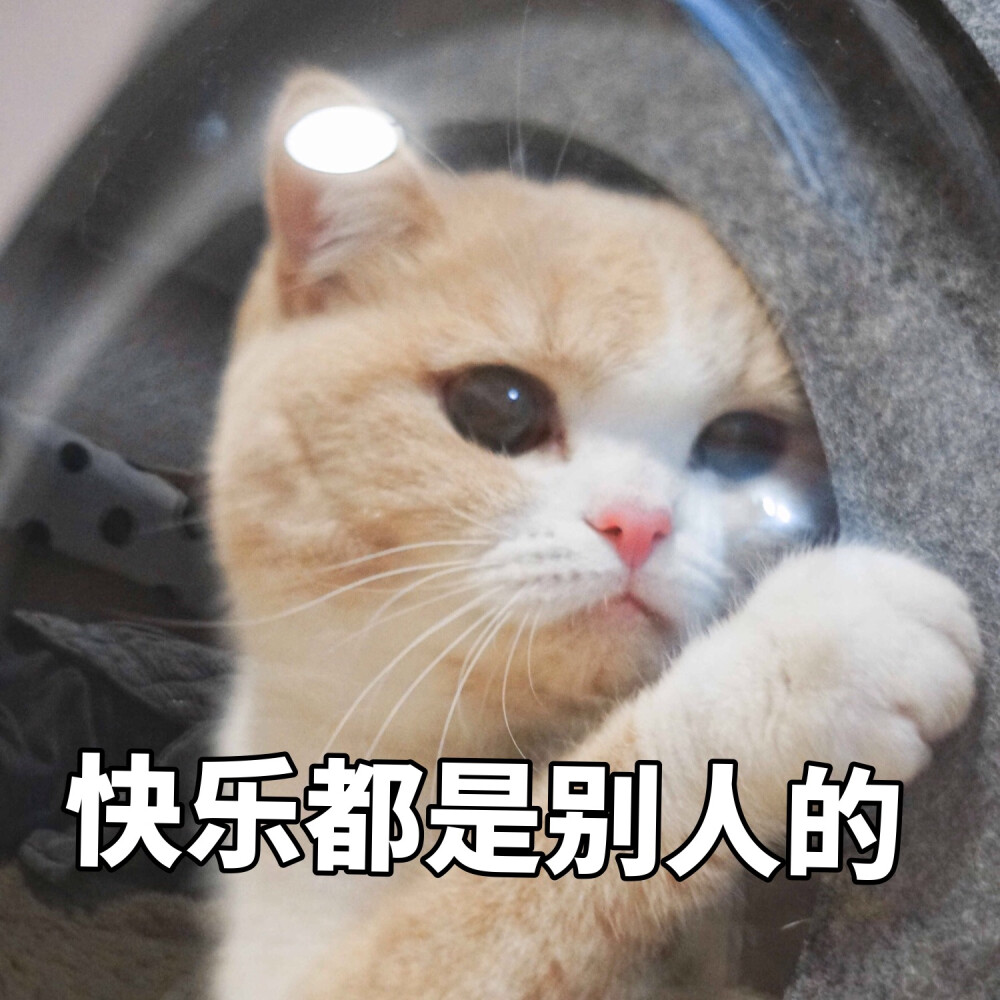 猫咪表情包 可爱