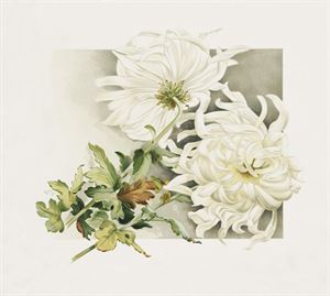 1890年james callowhill绘制的《the golden flower—chrysanthemum》