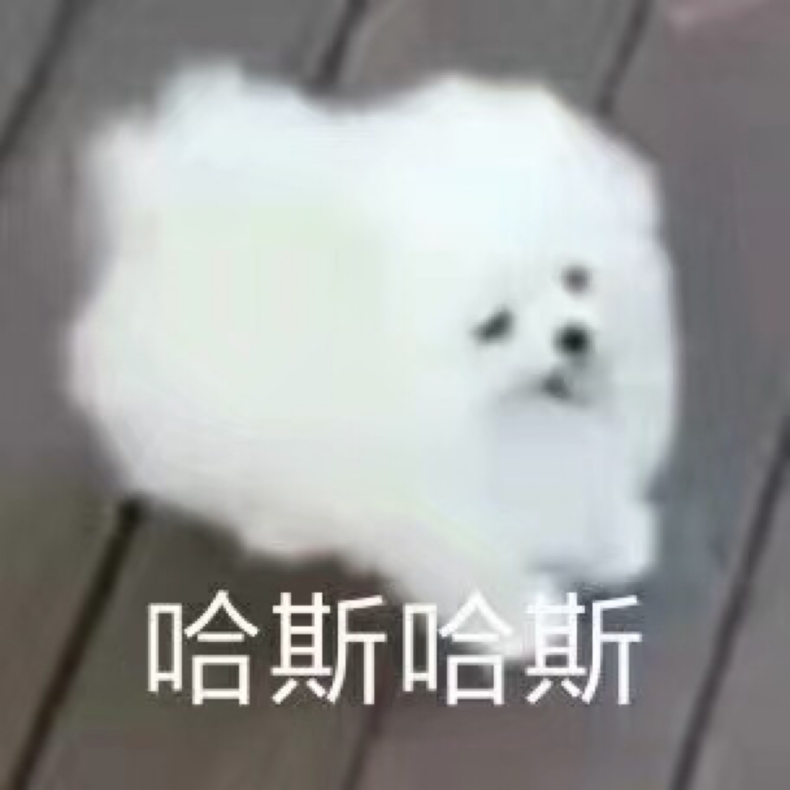 一团棉花糖/可爱表情包/狗
