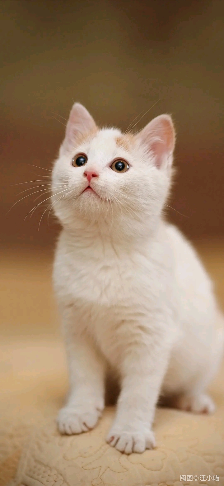 猫- 堆糖,美图壁纸兴趣社区