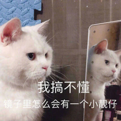 猫咪表情包 镜子里的靓仔