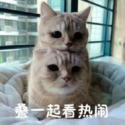 猫猫表情包 叠在一起看热闹