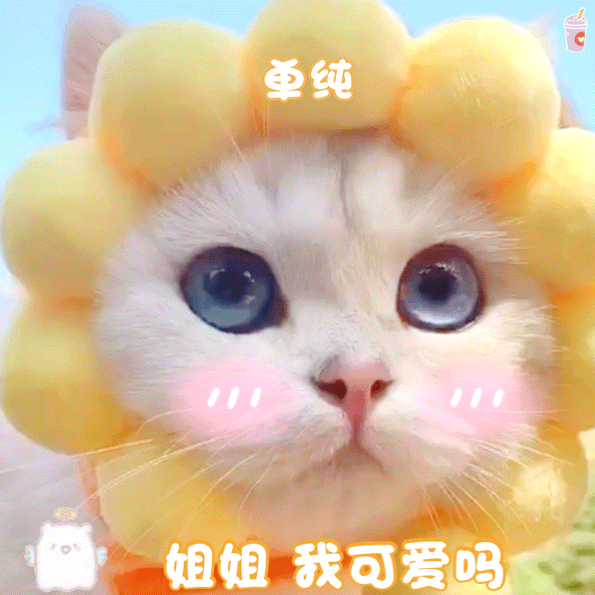 泡芙 可爱猫猫 表情包 猫咪